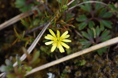 Ranunculus verticillatus
