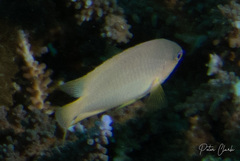 Pomacentrus amboinensis