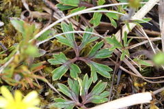 Ranunculus verticillatus