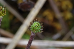Ranunculus verticillatus