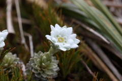 Leucogenes leontopodium