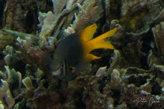 Neoglyphidodon nigroris