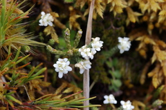 Kelleria dieffenbachii