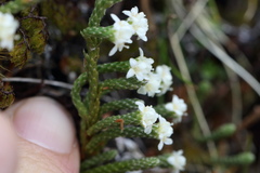 Kelleria dieffenbachii