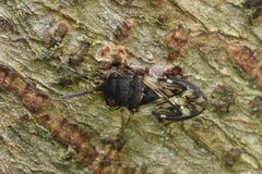 Appolonius