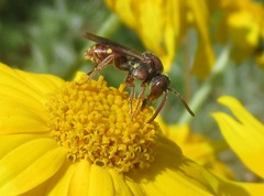 Nomada maculata