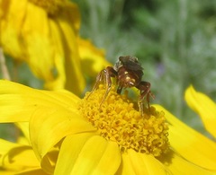 Nomada maculata