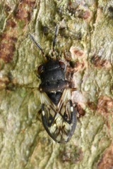 Appolonius