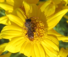 Nomada maculata