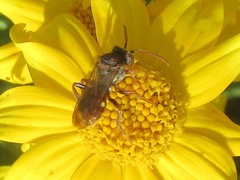 Nomada maculata