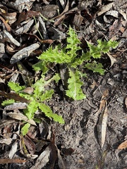 Sonchus asper