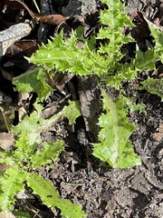 Sonchus asper