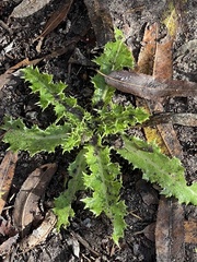Sonchus asper