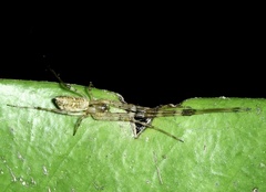 Tylorida