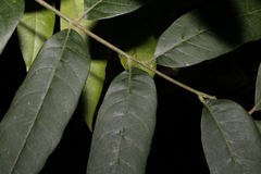Dysoxylum rufum