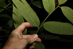 Dysoxylum rufum