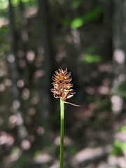 Carex cephalophora
