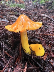 Hygrocybe