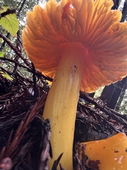 Hygrocybe
