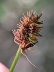 Carex cephalophora