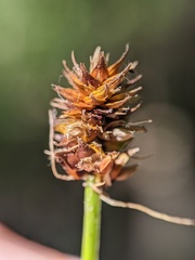 Carex cephalophora