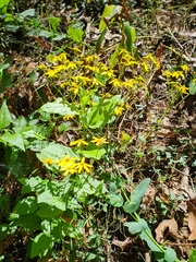 Senecio velleioides