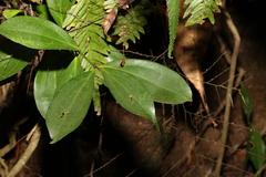 Cryptocarya laevigata
