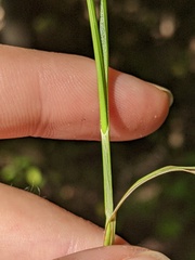 Carex cephalophora