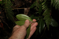 Cryptocarya laevigata