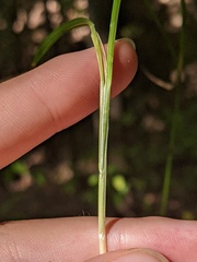 Carex cephalophora
