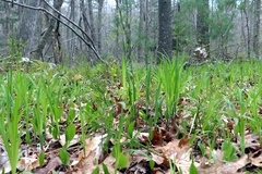 Carex polymorpha