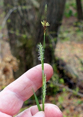 Carex polymorpha