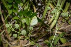 Eurema elathea