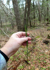 Carex polymorpha