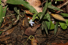 Lobelia trigonocaulis