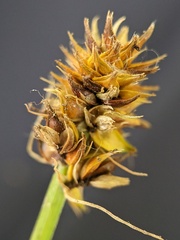 Carex cephalophora