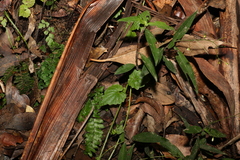 Lobelia trigonocaulis