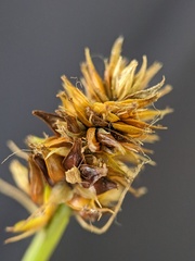 Carex cephalophora