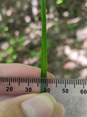 Carex cephalophora