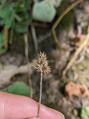 Carex cephalophora