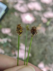 Carex cephalophora