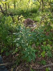 Eutrochium maculatum bruneri