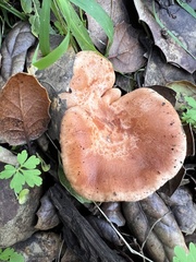 Lactarius xanthogalactus