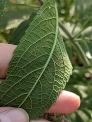 Eutrochium maculatum bruneri