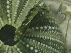 Malacoctenus triangulatus