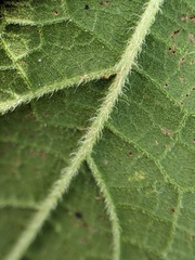 Eutrochium maculatum bruneri