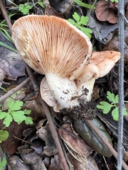 Lactarius xanthogalactus