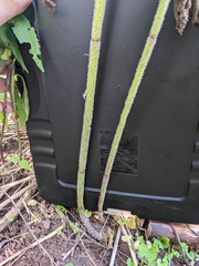 Eutrochium maculatum bruneri