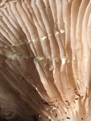 Lactarius xanthogalactus