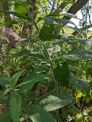 Eutrochium maculatum bruneri